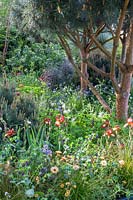 Pinus sylvestris 'Glauca' underplanted with mediterranean plants. The Winton Beauty of Mathematics Garden. The RHS Chelsea Flower Show, 2016. Sponsor: Winton.
