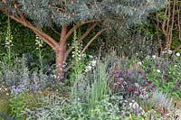 Pinus sylvestris 'Glauca' underplanted with mediterranean plants. The Winton Beauty of Mathematics Garden. The RHS Chelsea Flower Show, 2016. Sponsor: Winton.