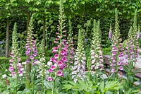 Digitalis purpurea in The Husqvarna Garden. RHS Chelsea Flower Show, 2016. Designer: Charlie Albone. Sponsor: Husqvarna.
