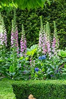 Digitalis purpurea in The Husqvarna Garden. RHS Chelsea Flower Show, 2016. Designer: Charlie Albone. Sponsor: Husqvarna.
