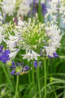 Agapanthus 'Twister' - African Lily 'Twister' 