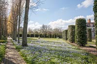 Anemone blanda - Windflower carpets a lawn separating a Poplar walk and cylinder-topiary Quercus Ilex. Garden designed by Gertrude Jekyll and Edwin Lutyens.