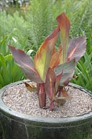 Young, potted Canna. 