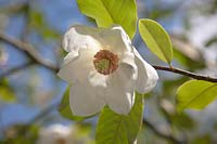 Flower of Magnolia sieboldii - Chinese Magnolia 