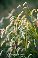 Sanguisorba tenuifolia 'Delicatesse' - Slender-leaved burnet