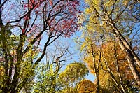 Treetops in autumn. 