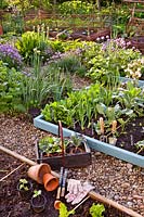 Trug with vegetable seedlings ready for planting in bed.