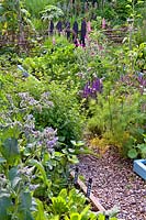 Kitchen garden with mixed beds planted with herbs, vegetables and flowers, including borage, carrots, onion and lettuces in foreground.