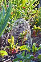 Wire cloche to protect vegetables from pests like birds and rabbits. 