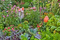 Kitchen garden in July with raised beds and mixed companion planting. 