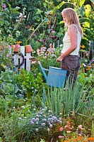 Woman watering in vegetable garden.