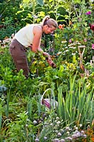 Woman harvesting beetroot in vegetable garden. 