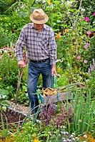 Man with a trug of harvested onions in vegetable garden. 