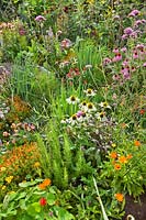 Herb bed with chives, rosemary, nasturtium, signet marigold, Echinacea 'White Swan', marigolds, purple sage and welsh onions.