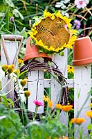 Sunflower drying on a fence.