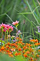 Wasp spider on a web trap amongst flowers.