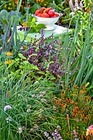 Herb bed with chives, green and purple basil, welsh onion and signet marigolds. Harvested tomatoes in background.