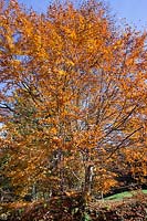 Fagus sylvatica - common beech in autumn colours.