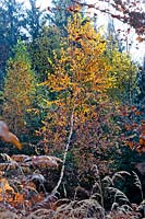 Betula pendula - Silver birch in November.