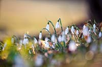 Galanthus nivalis - snowdrops