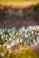 Galanthus nivalis - snowdrops