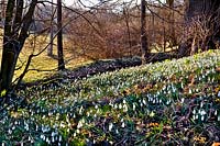 Woodland with snowdrops in late winter.