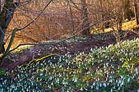 Woodland with snowdrops in late winter.