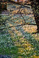Woodland with snowdrops and crocus in late winter.
