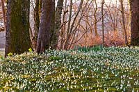 Wild flower meadow with snowdrops in late winter.