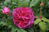 Rosa Young Lycidas 'Ausvibrant' - English Shrub Rose