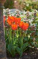 Tulipa 'Red Apeldoorn' with Lamium ovale