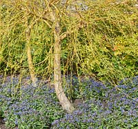 Salix x sepulcralis var. chrysocoma - Golden weeping willow underplanted with Pulmonaria 'Blue Ensign'. 