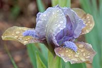 Iris 'Hocus Pocus' - Bearded Iris 'Hocus Pocus'
