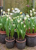 Tulipa 'Spring Green' in pots with Narcissus 'Sail Boat', Tulipa 'Rems Favourite'  and  Brunnera macrophylla 'Silver Wings'