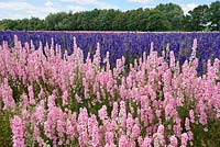 Delphiniums grown for natural confetti at The Confetti Fields near Pershore in Worcestershire, UK. 