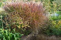 Miscanthus sinensis 'Dreadlocks' with Coneflowers in border. 