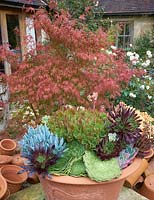 Succulents in large terracotta pot.