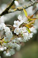 Prunus cerasus - Sour cherry