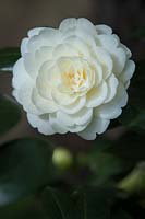 Camellia japonica 'Dahlohnega' - syn. 'Golden Anniversary'