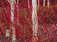 Betula utilis var jacquemontii - Himalayan Birch - and Cornus sibirica - Red Dogwood