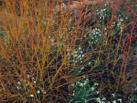 View through Cornus sanguinea 'Midwinter Fire' - Dogwood - to Galanthus nivalis - Snowdrop