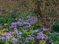 Mass of Crocus and Eranthis hyemalis - Winter Aconite in early spring garden. 