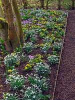 Mass of Crocus, Galanthus and Eranthis hyemalis - Winter Aconite in early spring garden. 