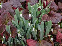 Galanthus 'Marjorie Brown' - Snowdrops growing with Bergenia 'Overture' - Elephants Ear