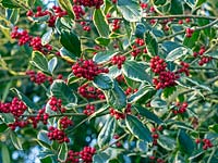 Ilex aquifolium 'Madame Briot' - Holly - berries and foliage 