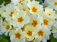 Primula 'Clotted Cream' -  Primrose 
