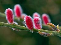 Salix gracilistyla 'Mount Aso' - Pussy Willow - catkins 