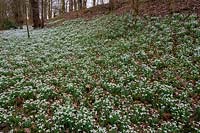 Carpet of Galanthus nivalis snowdrops under trees at Walsingham Abbey Norfolk