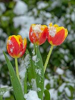 Tulipa 'Triple A' in snow 