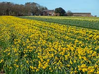 Commercial daffodil field in mid-March, Norfolk, UK. 